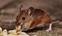 24 Hour & Emergency Exterminators in Tennessee Colony, TX